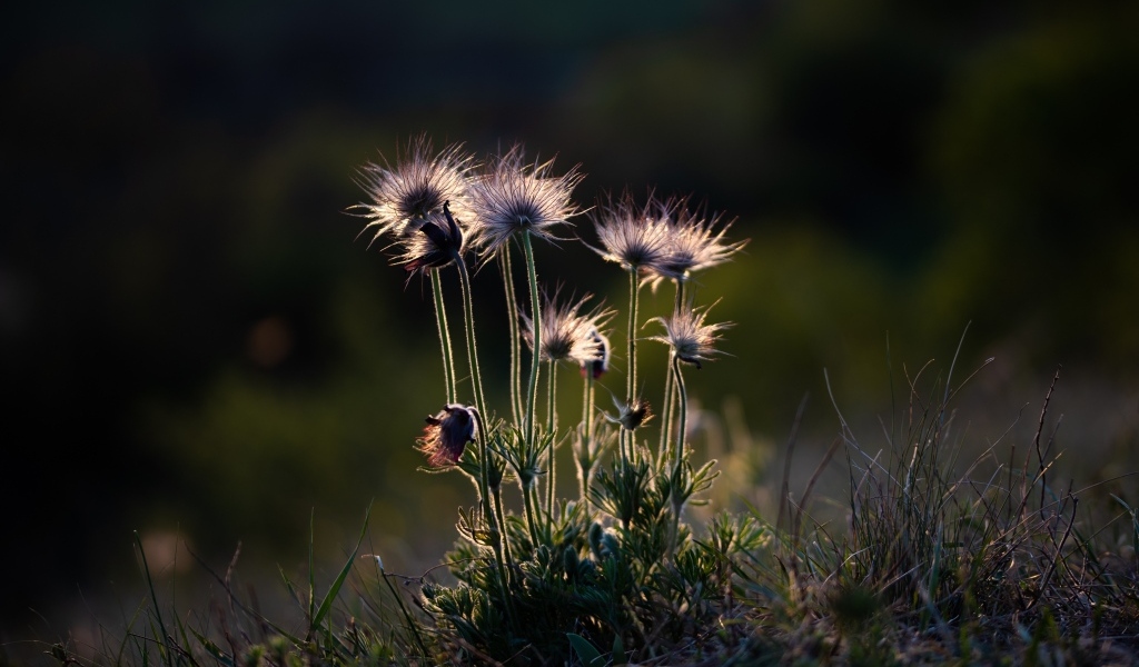 Маленькие полевые цветы в лучах солнца