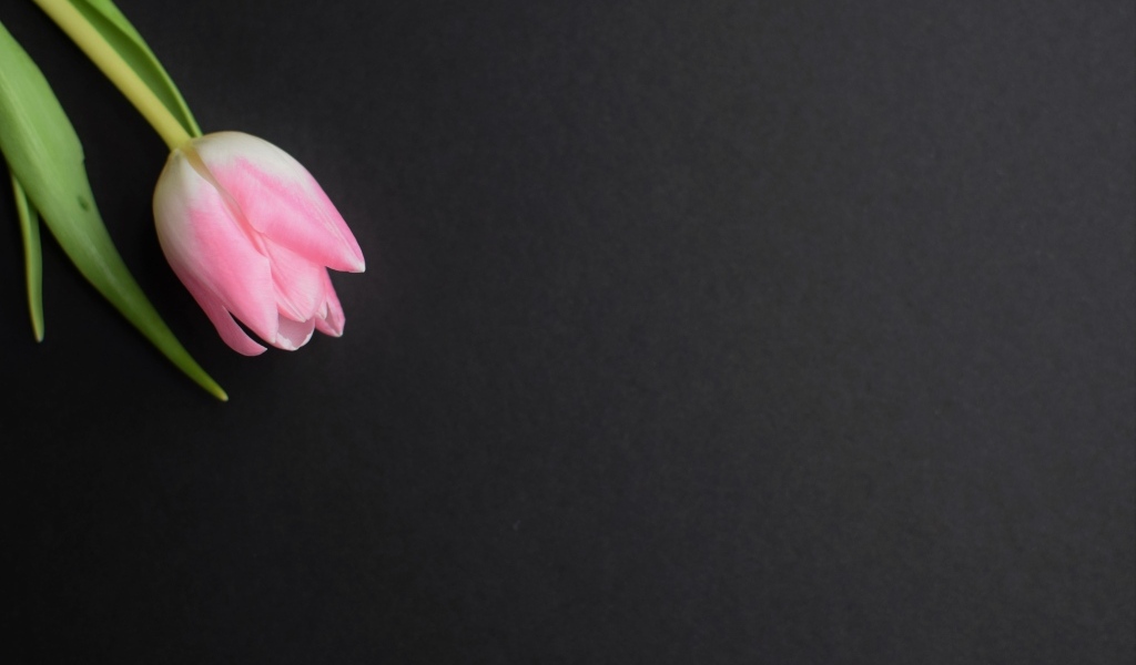 Одинокий розовый тюльпан на сером фоне