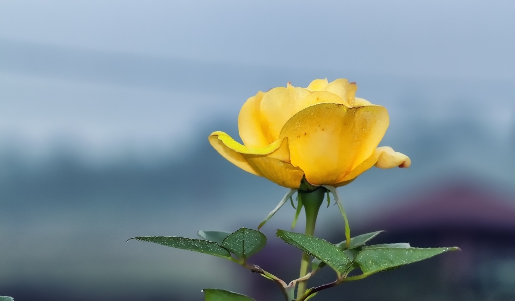 Одинокая желтая роза на сером фоне