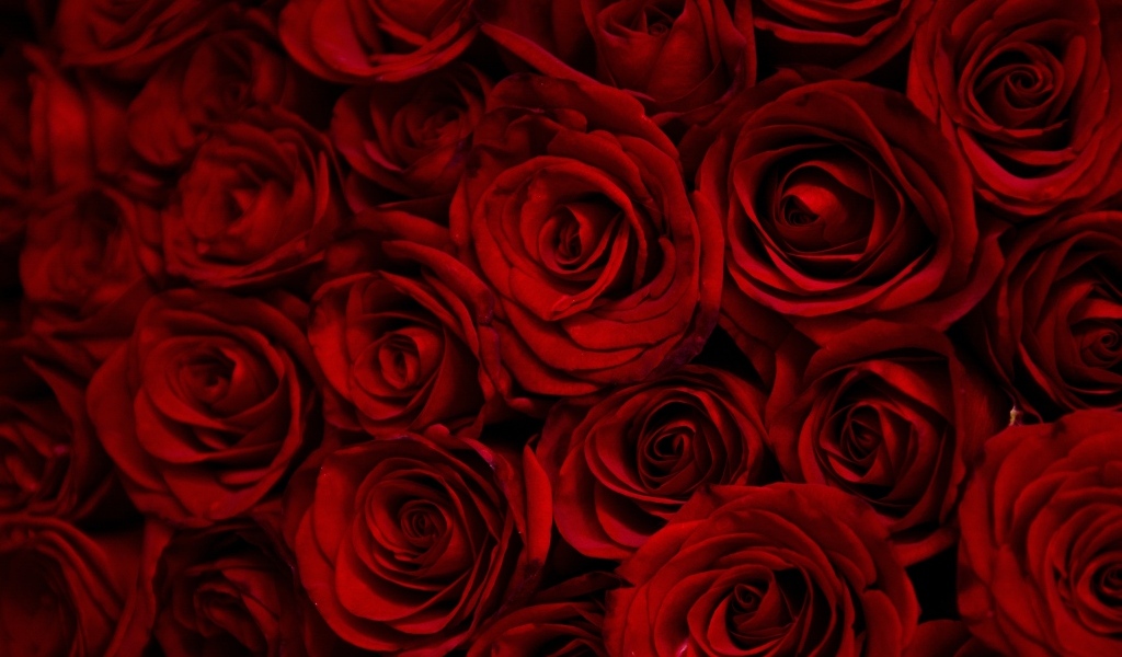 Много больших бордовых роз крупным планом