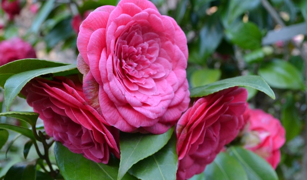 Много розовых цветов камелии