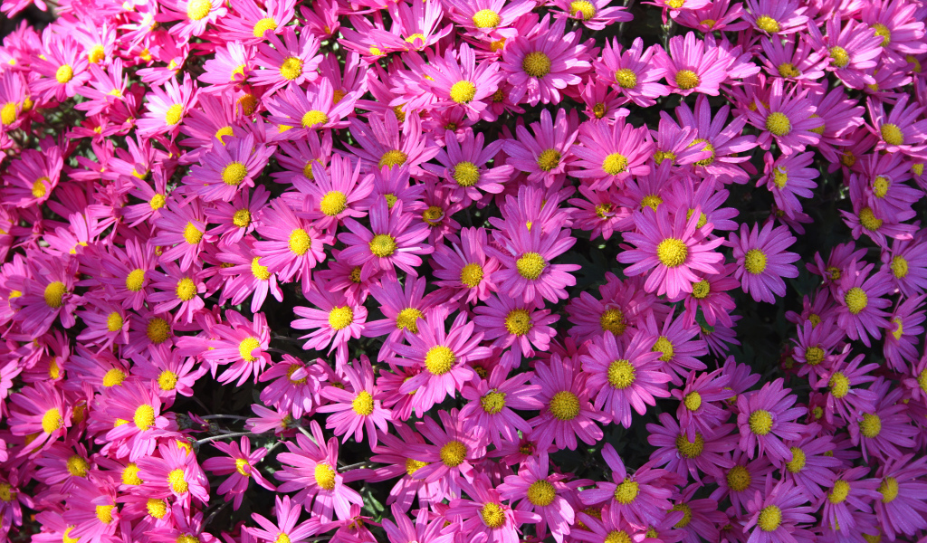 Много розовых цветов хризантемы