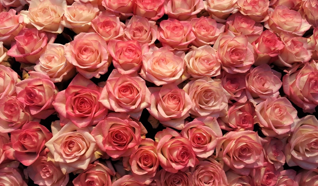Много розовых роз на фон