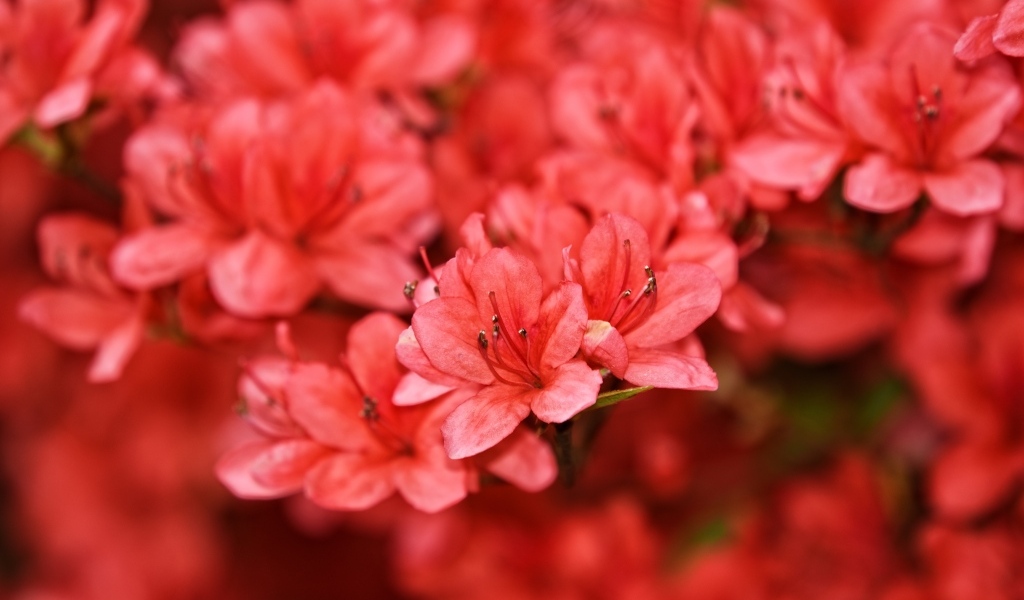 Много красных цветов рододендрона