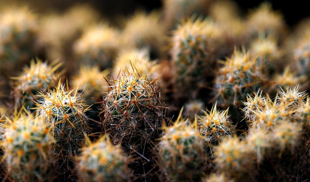 Много маленьких колючих кактусов