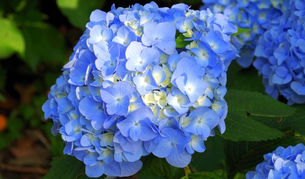 Пышные синие цветы гортензии