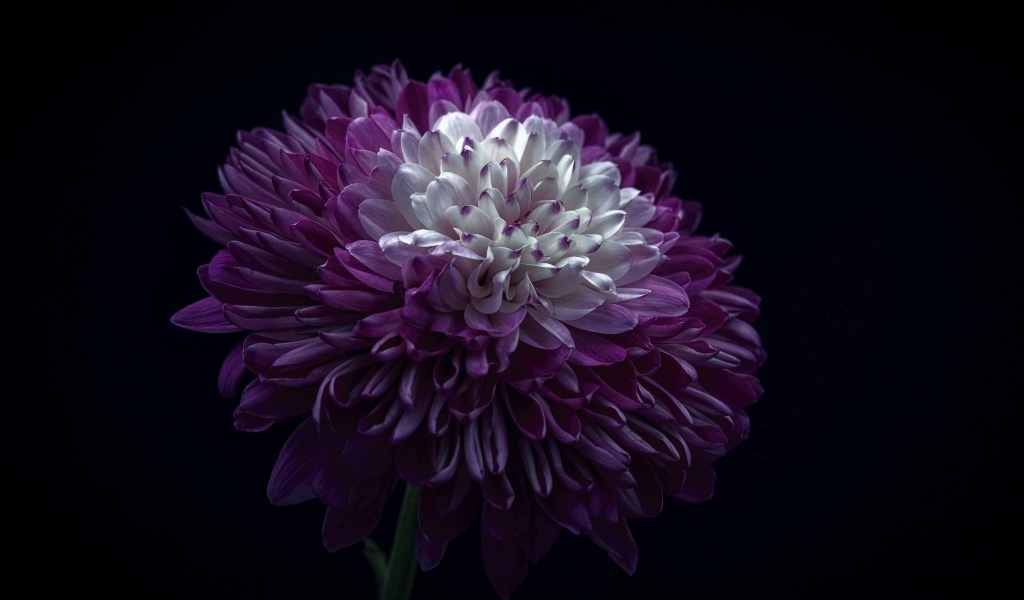 Пышная сиреневая хризантема на черном фоне