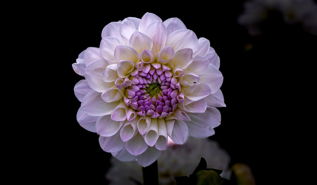 Пышная сиреневая георгина крупным планом