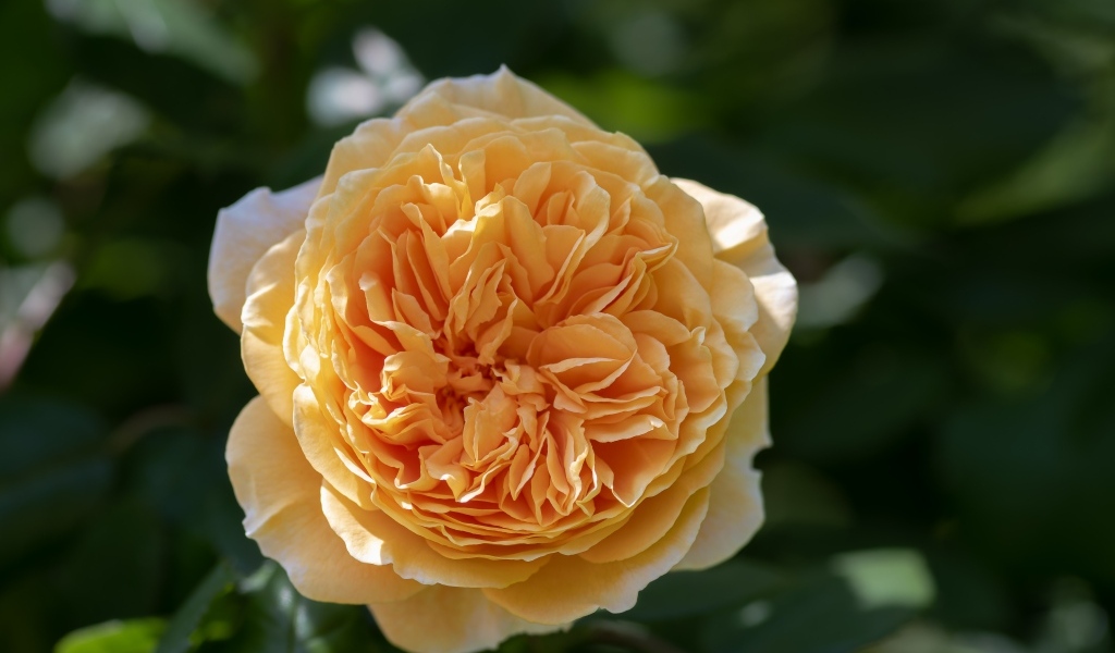 Пышная оранжевая роза в лучах солнца