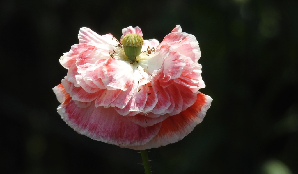 Пышный розовый цветок мака