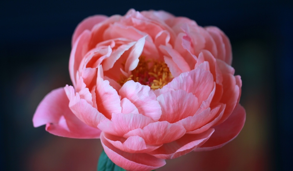 Пышный розовый цветок лютика крупным планом