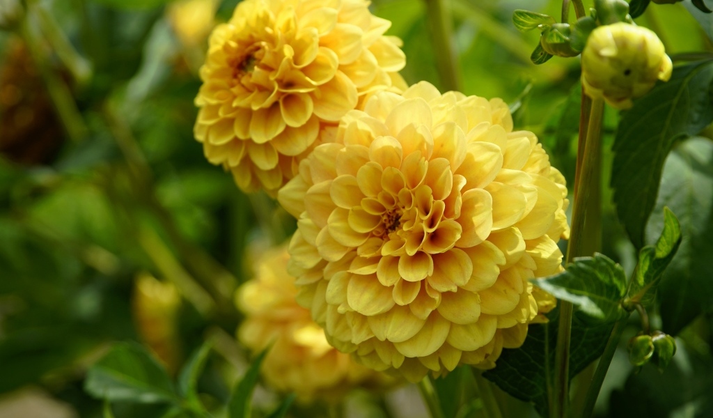 Пышные цветы желтой георгины