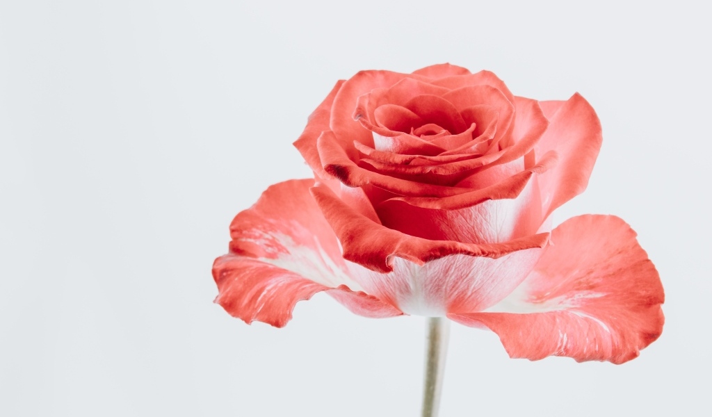 Макросъемка красного цветка розы на сером фоне