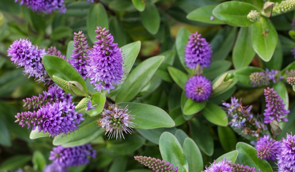 Много красивых сиреневых цветов с зелеными листьями