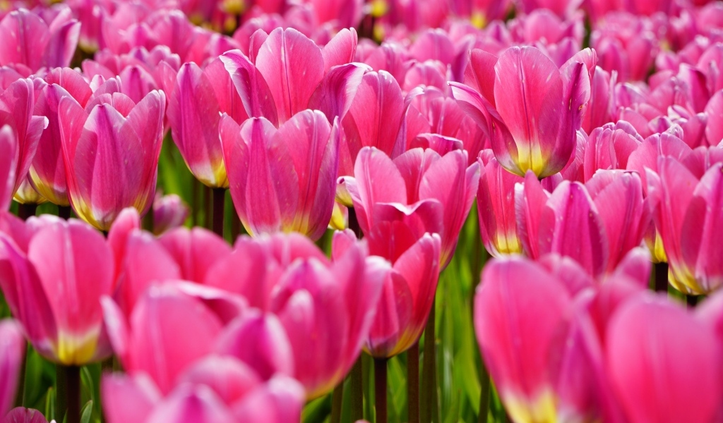 Много красивых розовых тюльпанов на поле