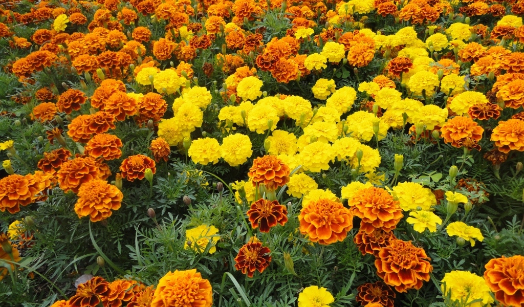 Много разноцветных бархатцев на клумбе