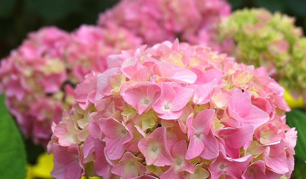 Много розовых крупных цветов гортензии