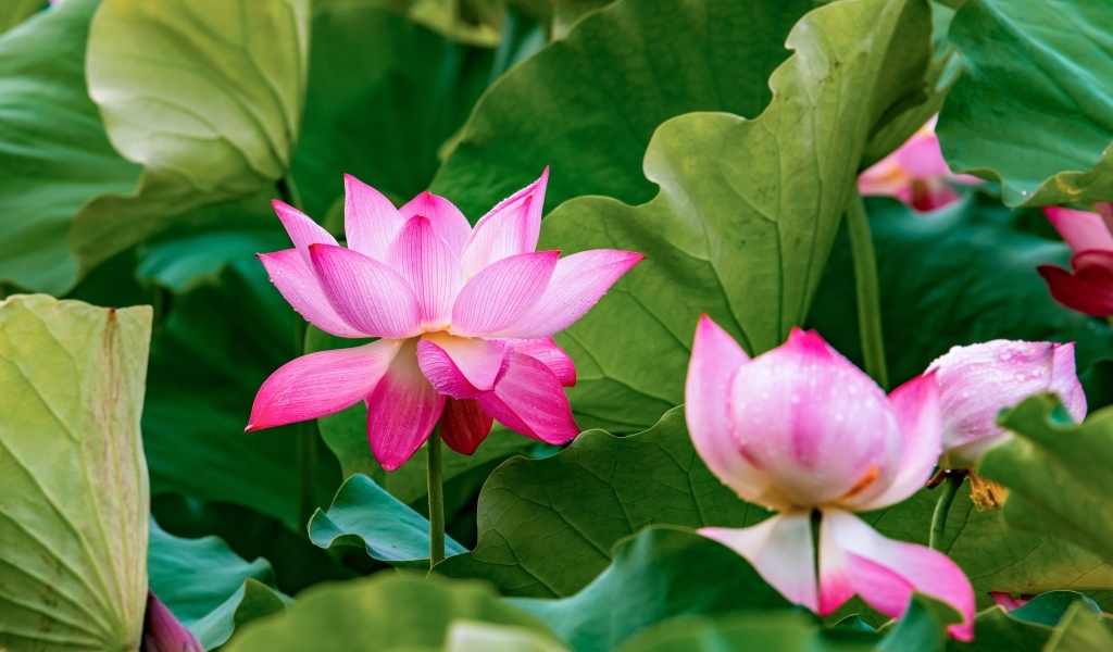 Много розовых лотосов в зеленых листьях