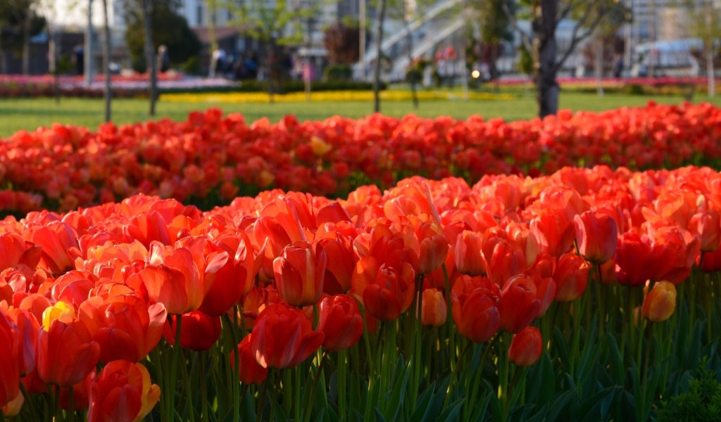 Много красных тюльпанов на клумбе