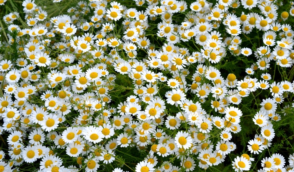 Много мелких цветов лекарственной ромашки