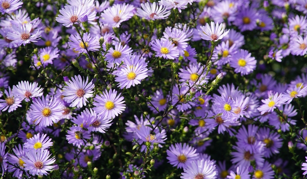 Много мелкий цветов садовой сентябринки