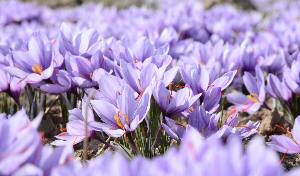Много мелких сиреневых цветов крокуса