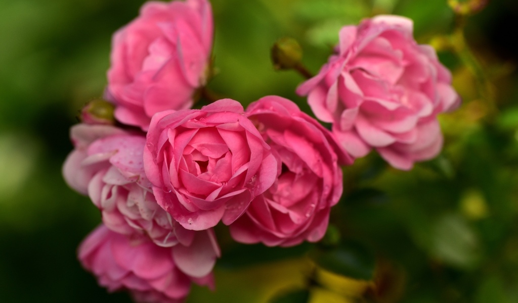 Много маленьких розовых парковых роз