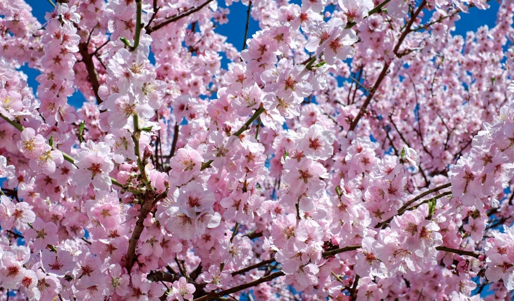 Много мелких розовых цветов персика крупным планом