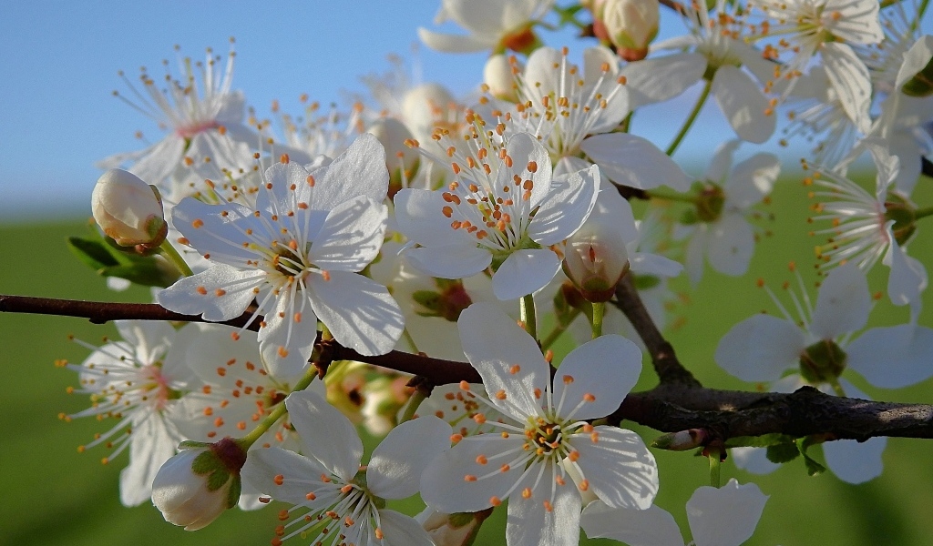 Много белых цветов на ветке вишни в лучах солнца