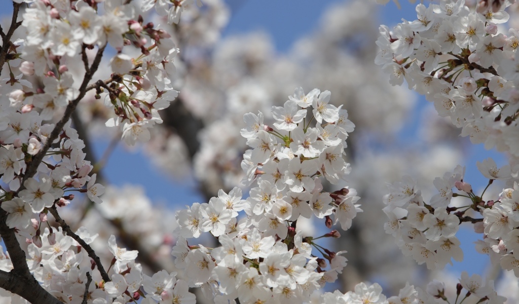 Много белых ароматных цветов на ветках вишни