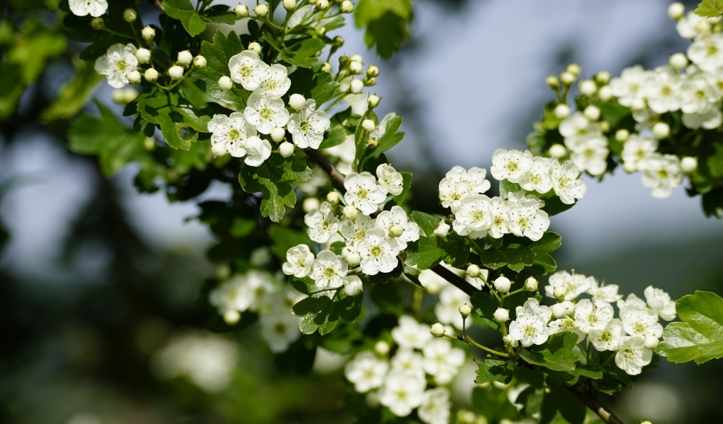 Много белых цветов боярышника на ветке весной