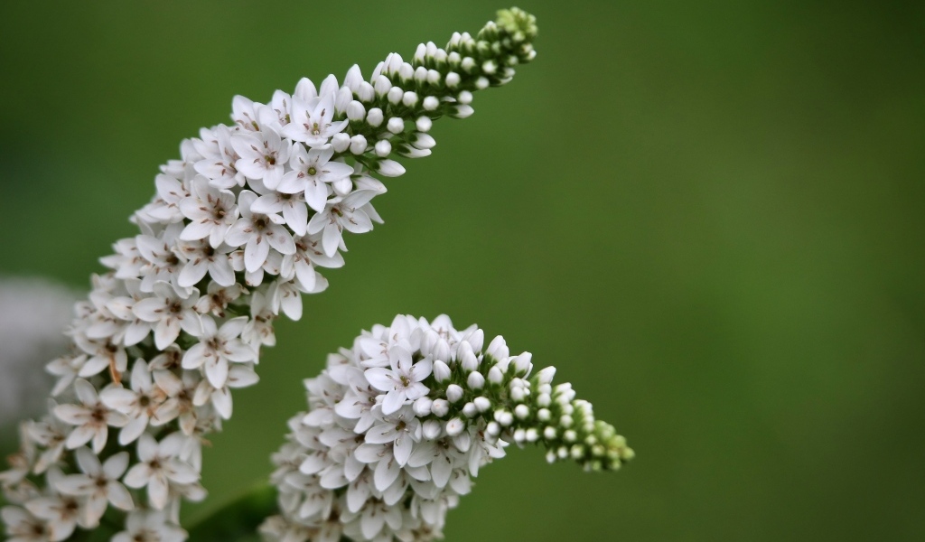 Много белых цветов вербейник
