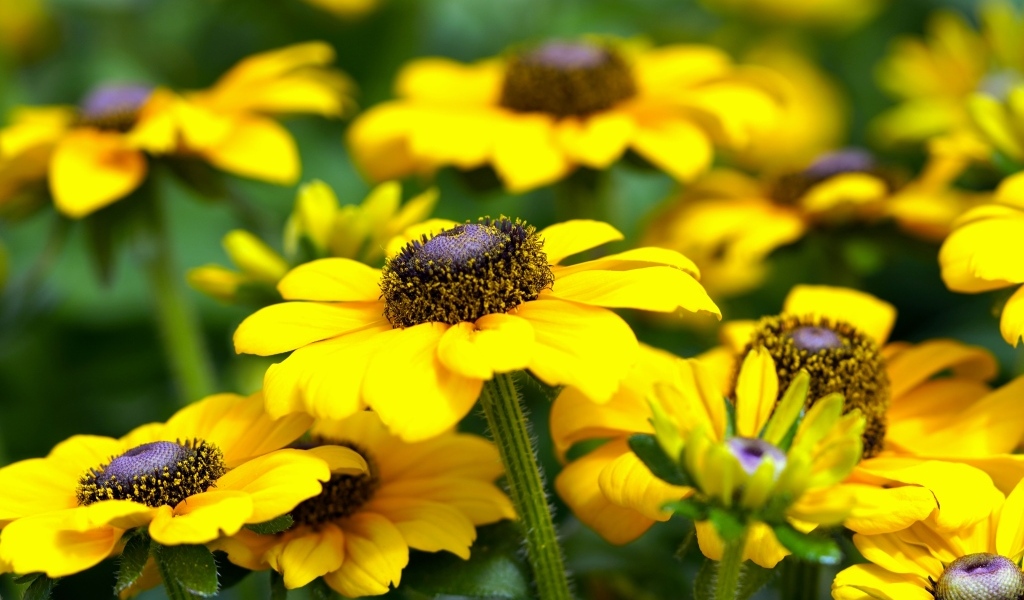 Много желтых садовых цветов рудбекия