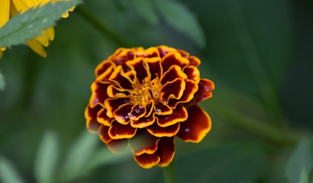 Цветок бархатца крупным планом