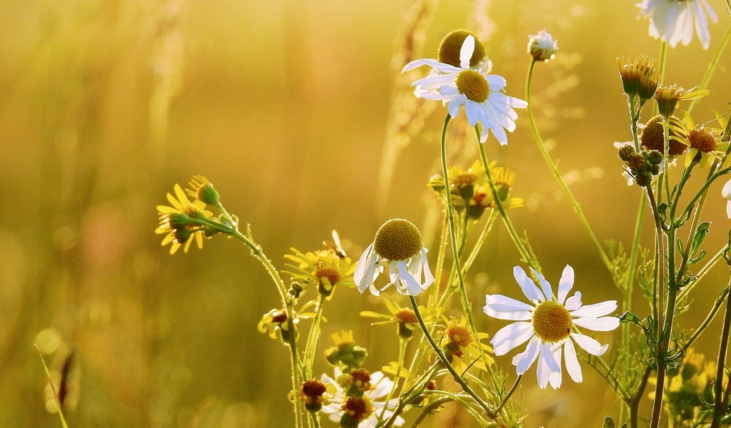 Лечебная белая ромашка на поле