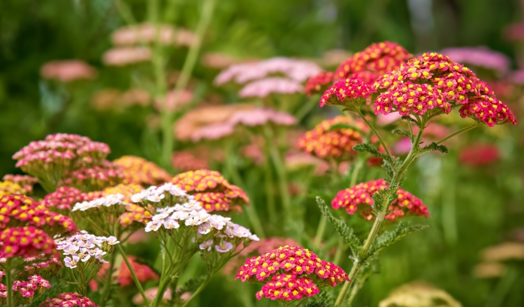 Разноцветные мелкие цветы на клумбе