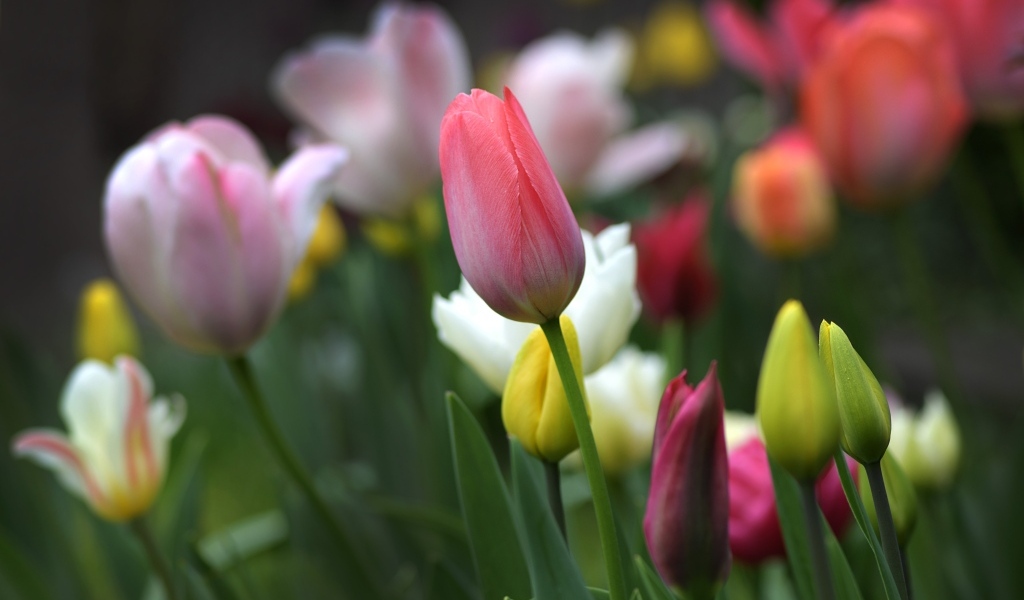 Разноцветные тюльпаны на клумбе