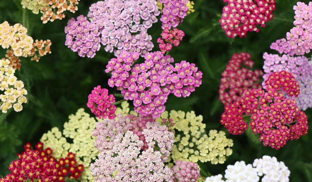 Разноцветные красивые цветы тысячелистника