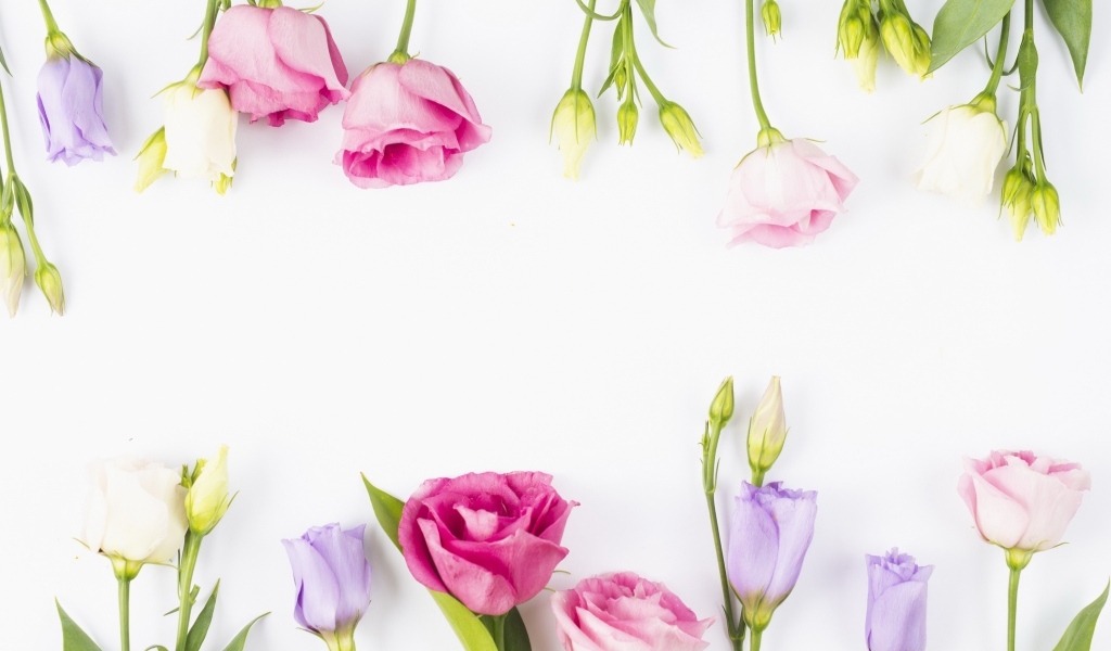 Разноцветные цветы эустомы на белом фоне