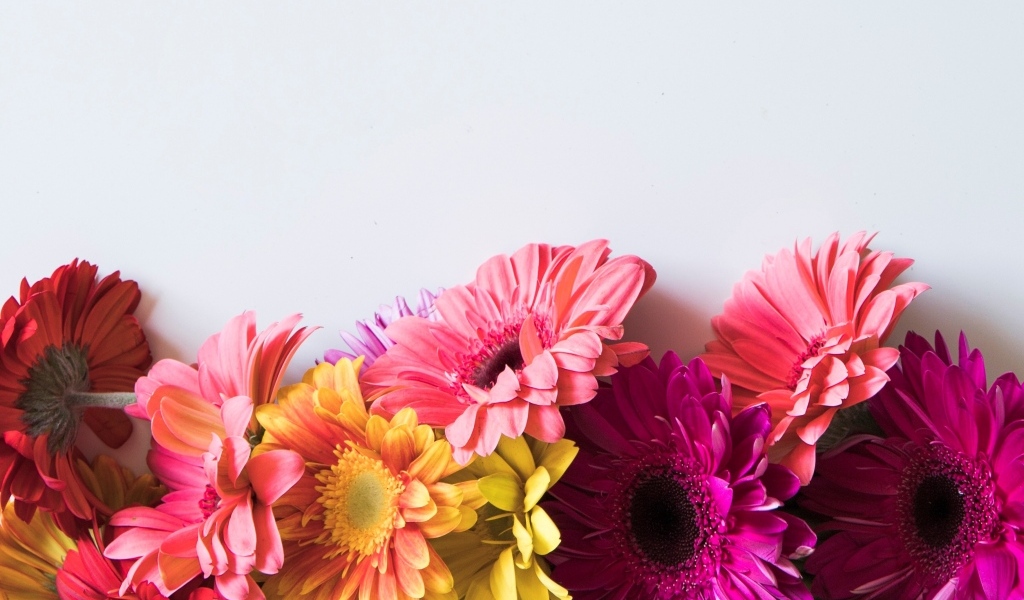 Разноцветные герберы на сером фоне
