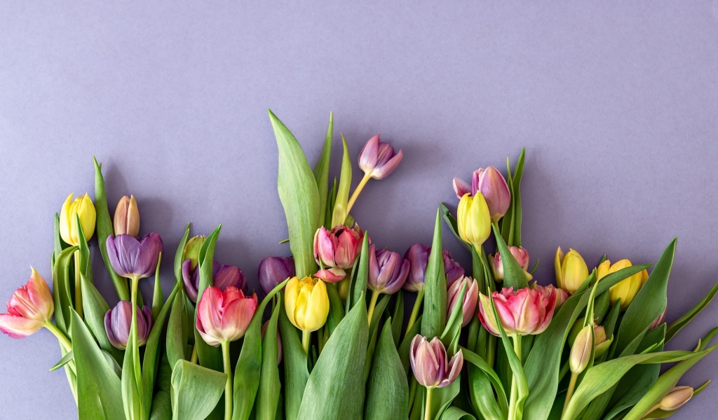 Разноцветные тюльпаны на сером фоне