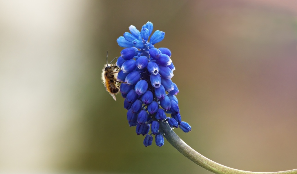 Цветок мускарик крупным планом