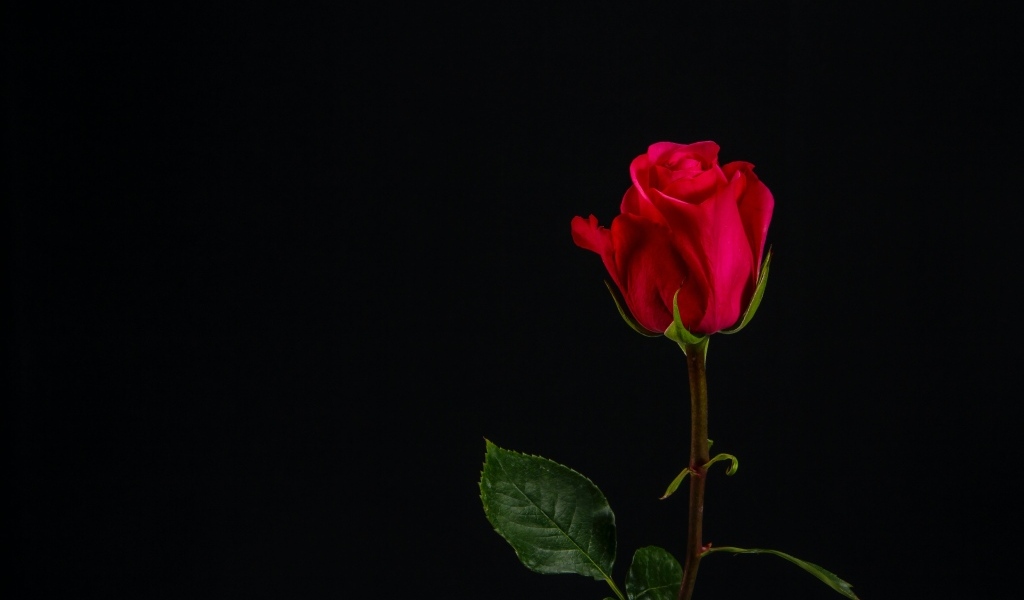 Одна красная роза на черном фоне