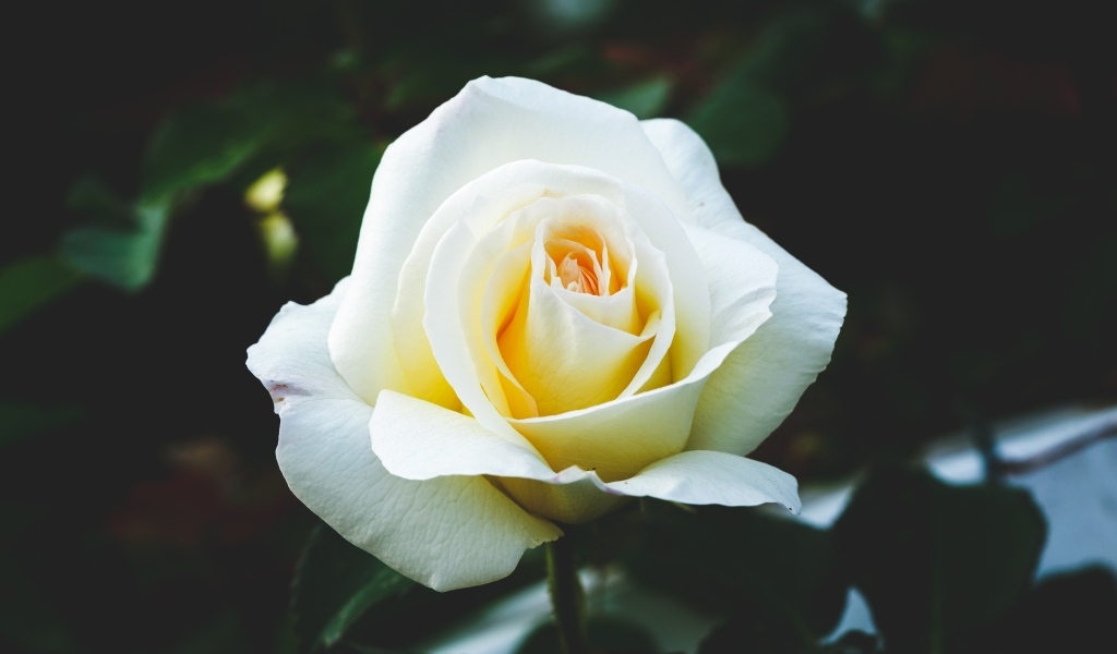 Одна белая роза на клумбе крупным планом