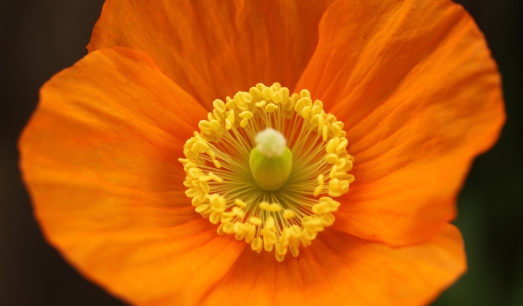 Оранжевый ирландский мак крупным планом