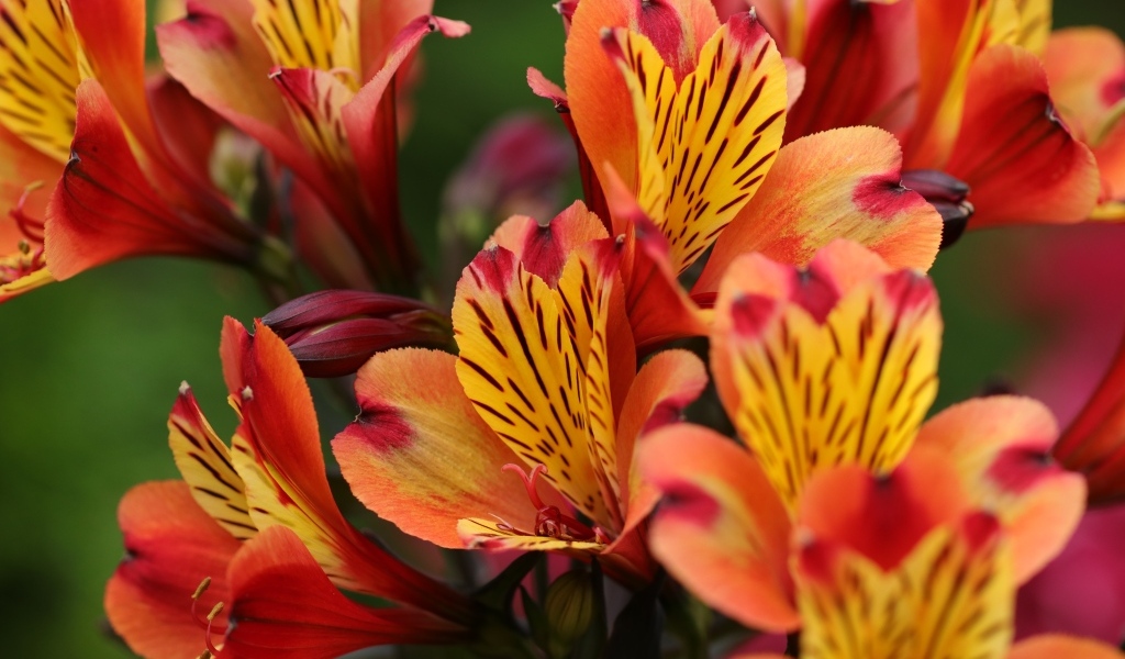 Оранжевые цветы альстромерии крупным планом