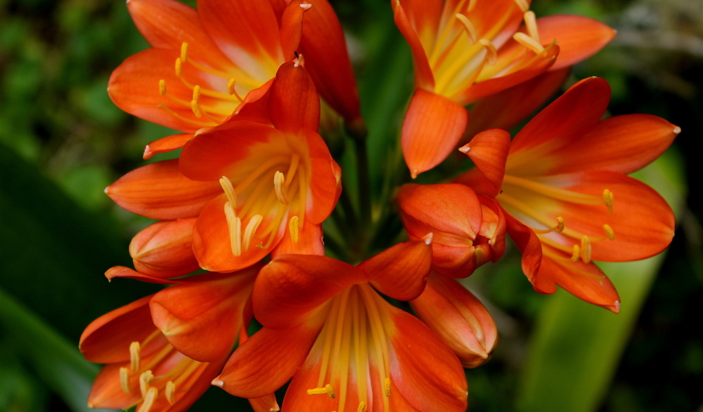 Оранжевые цветы амариллис крупным планом