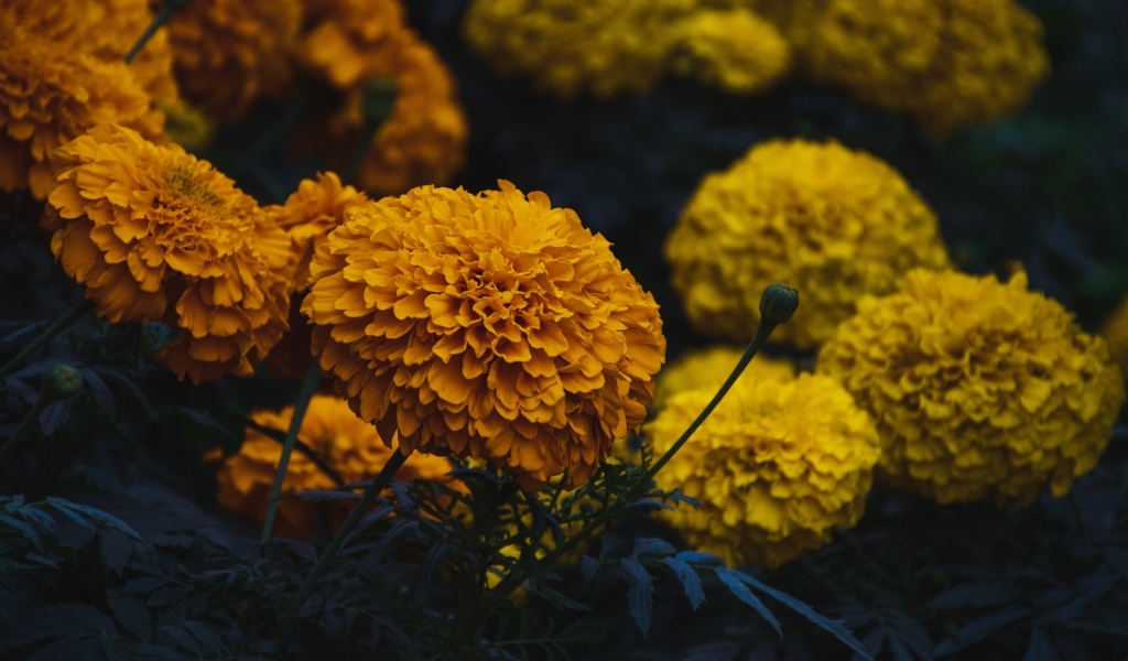 Оранжевые и желтые цветы бархатцев