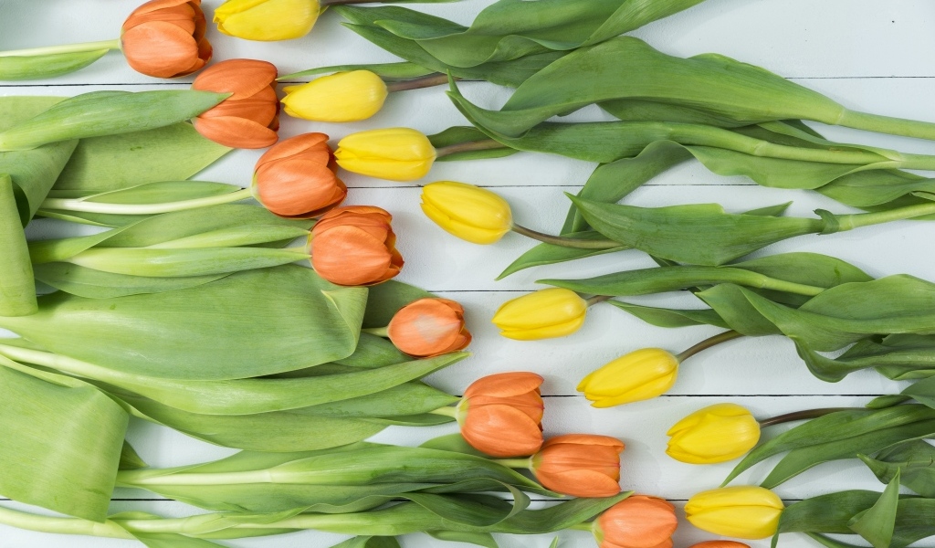 Оранжевые и желтые тюльпаны на столе