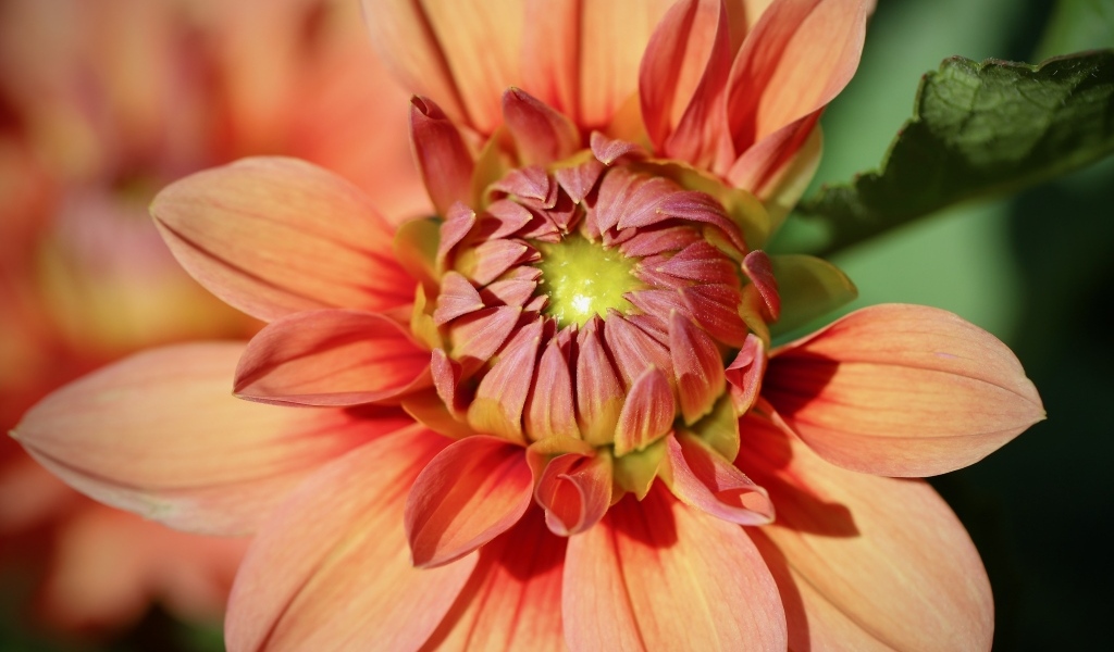 Оранжевый распускающийся цветок георгина